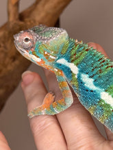 Load image into Gallery viewer, AMBILOBE Panther Chameleon: (J2)