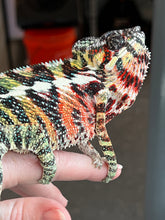 Load image into Gallery viewer, AMBILOBE Panther Chameleon: WC Hawkeye x Nugget (C11)
