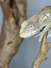 Load image into Gallery viewer, AMBILOBE FEMALE Panther Chameleon: šŗ (S3)