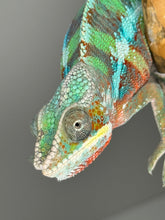 Load image into Gallery viewer, AMBILOBE Panther Chameleon male: (E7)