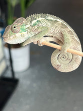 Load image into Gallery viewer, Ambilobe male: Flash x Lucia (I4)