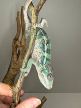 Load image into Gallery viewer, AMBILOBE Panther Chameleon: (E23)