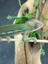 Load image into Gallery viewer, AMBILOBE Panther Chameleon: Magnus x Skittles (E16)