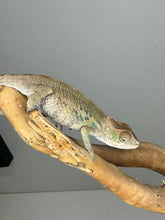 Load image into Gallery viewer, AMBILOBE male: Starburst x Voodoo (E14)