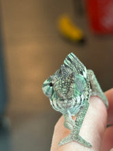 Load image into Gallery viewer, AMBANJA x WC male (I2)