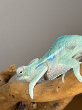 Load image into Gallery viewer, AMBANJA Panther Chameleon: (E9)