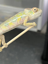 Load image into Gallery viewer, AMBILOBE male: Sam x Amie (Q7)