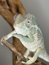 Load image into Gallery viewer, AMBILOBE Panther Chameleon: (E13)