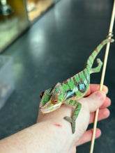 Load image into Gallery viewer, SAMBAVA Panther Chameleon: Marley x Mabel (J1)