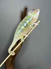 Load image into Gallery viewer, SAMBAVA Panther Chameleon male: (E10)