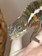 Load image into Gallery viewer, AMBILOBE Panther Chameleon: (E18)