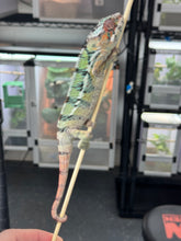Load image into Gallery viewer, AMBILOBE Panther Chameleon: Starburst x Margaret (E12)