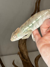 Load image into Gallery viewer, AMBILOBE male panther chameleon: Flash x Opal (J9)