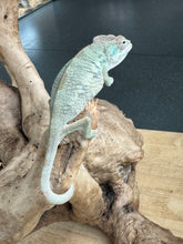 Load image into Gallery viewer, AMBILOBE Panther Chameleon: Starburst x Shirin (R2)