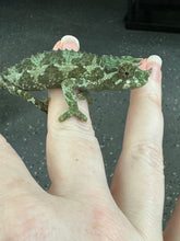 Load image into Gallery viewer, Male Jackson’s Chameleon: I7