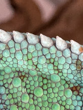 Load image into Gallery viewer, AMBILOBE Panther Chameleon male:(E23)