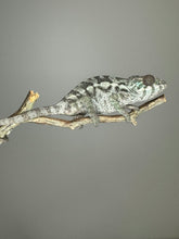 Load image into Gallery viewer, SAMBAVA FEMALE Panther Chameleon: 🚺 (S10)