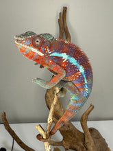 Load image into Gallery viewer, AMBANJA Panther Chameleon: (E23)