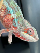 Load image into Gallery viewer, AMBILOBE Panther Chameleon male: (E7)
