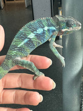 Load image into Gallery viewer, AMBILOBE Male Panther Chameleon: (E31)
