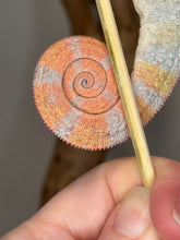 Load image into Gallery viewer, Panther Chameleon lollipop tail.
