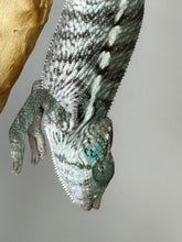 Load image into Gallery viewer, AMBANJA X ANKIFY Panther Chameleon:(F1)