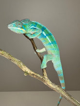 Load image into Gallery viewer, AMBANJA Panther Chameleon: (E21)