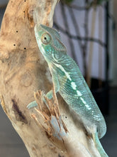 Load image into Gallery viewer, AMBANJA Panther Chameleon: Dubois x Ellie (S4)