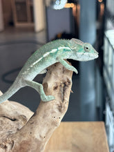 Load image into Gallery viewer, AMBILOBE Panther Chameleon: Sunny Delight x Skittles(R4)