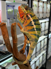 Load image into Gallery viewer, AMBILOBE male: WC Hawkeye x Nugget (J12)
