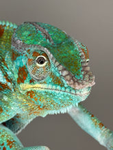Load image into Gallery viewer, AMBANJA Panther Chameleon: (J5)