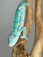 Load image into Gallery viewer, AMBANJA Panther Chameleon: (E9)