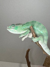 Load image into Gallery viewer, AMBILOBE Panther Chameleon: (E4)