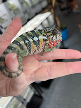 Load image into Gallery viewer, AMBILOBE male: Sam x Amie (Q1)