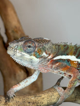 Load image into Gallery viewer, AMBILOBE Panther Chameleon: (E18)