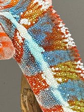 Load image into Gallery viewer, AMBILOBE Panther Chameleon: (J3)