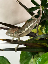 Load image into Gallery viewer, SURPRISE male: (R12)