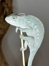 Load image into Gallery viewer, AMBANJA FEMALE Panther Chameleon: Ambanja x Ankify (I10)