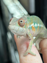 Load image into Gallery viewer, AMBILOBE male: Sam x Amie (Q4)