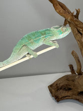 Load image into Gallery viewer, AMBILOBE Panther Chameleon: (E7)
