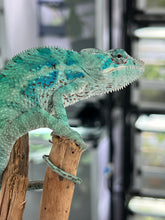 Load image into Gallery viewer, AMBANJA/NOSY FALY male (E15)