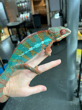 Load image into Gallery viewer, Ambilobe male: JIMMY WALKER