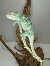 Load image into Gallery viewer, AMBILOBE Panther Chameleon: (E19)