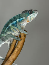 Load image into Gallery viewer, AMBILOBE Male Panther Chameleon: (E35)