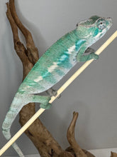 Load image into Gallery viewer, AMBILOBE Male Panther Chameleon: (E36)
