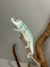 Load image into Gallery viewer, AMBILOBE Panther Chameleon: (E36)