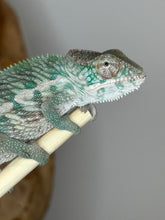 Load image into Gallery viewer, Designer Panther Chameleon: (E17)