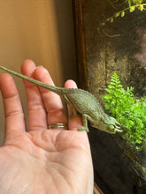 Load image into Gallery viewer, Male Jackson’s Chameleon: I5