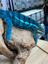 Load image into Gallery viewer, Ambanja male: GOODWIN