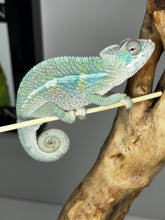Load image into Gallery viewer, AMBILOBE Male Panther Chameleon: (E32)